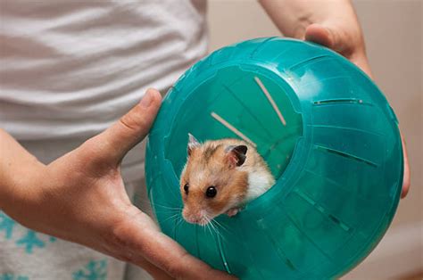 Woman devours her friends hamster